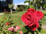 Daylight samples, main camera (1x), High resolution (26MP) - 24mm, f/1.8, ISO 160, 1/962s (5888x4416px) - Oppo Reno16 Pro review