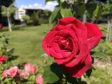 Daylight samples, main camera (1x), Standard (12.5MP) - 24mm, f/1.8, ISO 160, 1/968s (4096x3072px) - Oppo Reno16 Pro review